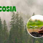 Ecosia Search Engine: Planting Trees Just By Surfing the Net